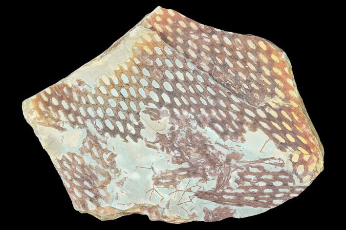 Ordovician Graptolite (Araneograptus) Plate - Morocco #126401